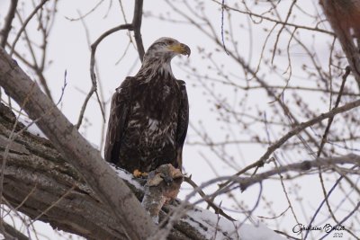 Pygargue  tte blanche (Bald Eagle)