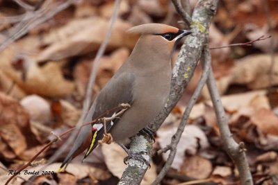 Jaseur boral (Bohemian Waxwing)