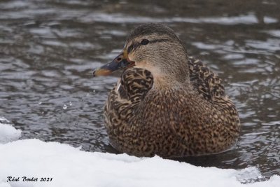 Canard colvert (Mallard)