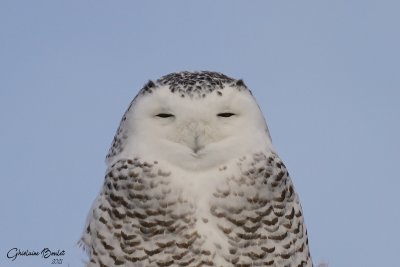 Harfang des neiges (Snowy Owl)