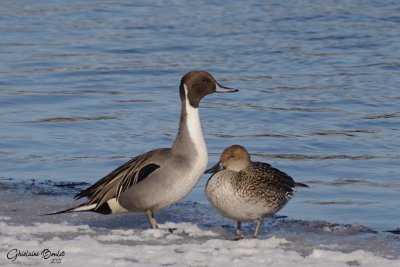 Canard pilet (Northern Pintail)