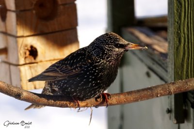 tourneau sansonnet (European Starling)