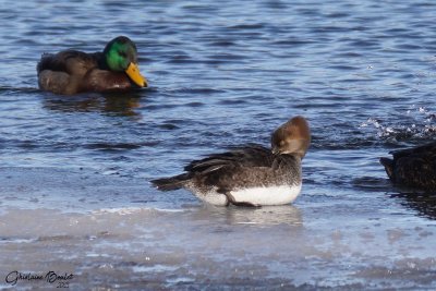 Harle couronn (Hooded Merganser)