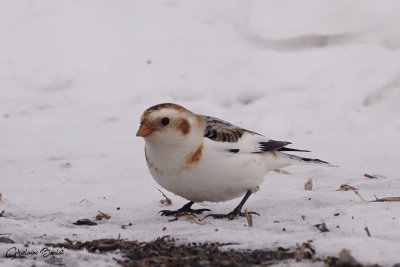 Plectrophane des neiges (Snow Bunting)