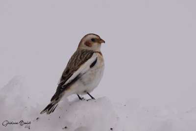 Plectrophane des neiges (Snow Bunting)