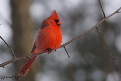 Cardinal rouge (Northern Cardinal)