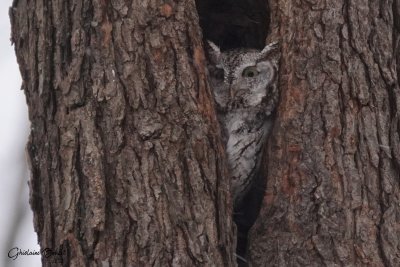 Petit-duc maculé (Eastern Screech-Owl)