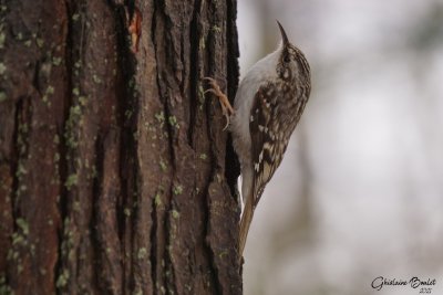 Grimpereau brun (Brown Creeper)