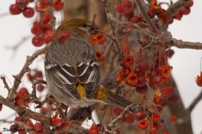 Durbec des sapins (Pine Grosbeak)