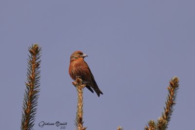 Bec-croiss (Crossbills)