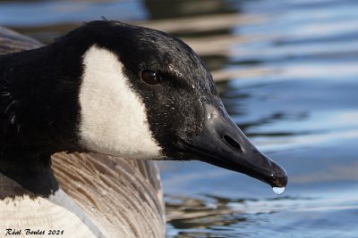 Bernache du Canada (Canada Goose)