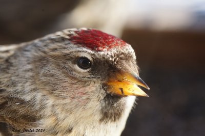 Sizerin flamm (Common Redpoll)