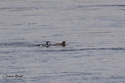 Garrot d'Islande (Barrow's Goldeneye)