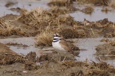 Pluvier kildir (Kildeer)