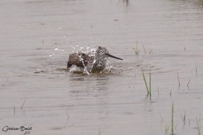 Grand Chevalier (Greater Yellowlegs)