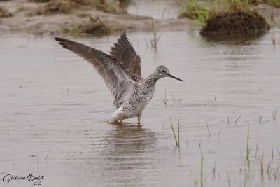 Grand Chevalier (Greater Yellowlegs)