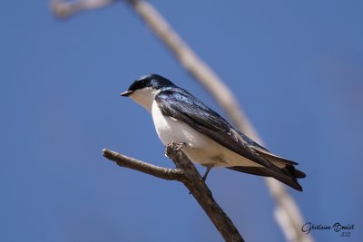 Hirondelle bicolore (Tree Swallow)