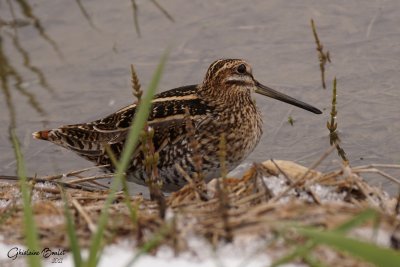 Bcassine de Wilson (Common Snipe)