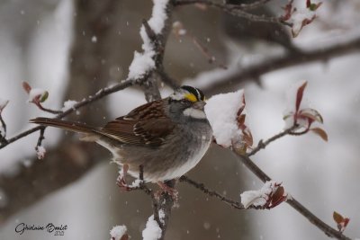 Bruant  gorge blanche (White-throated Sparrow)