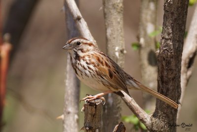 Bruant chanteur (Song Sparrow)