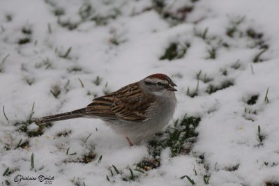 Bruant familier (Chipping Sparrow)