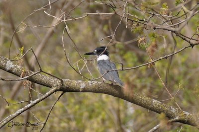 Martin pcheur d'Amrique (Belted Kingfisher)