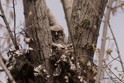 Grand-duc d'Amrique (Great Horned Owl)