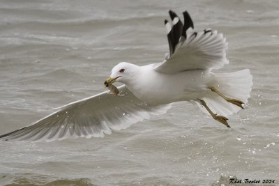 Goland  bec cercle (Ring-billed Gull)