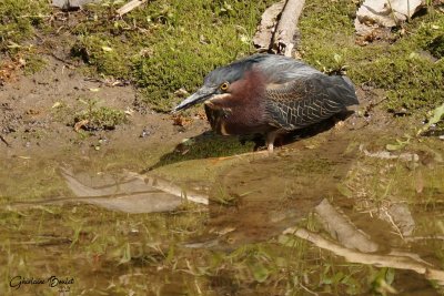 Héron vert (Green-backed Heron)