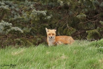 Renard roux
