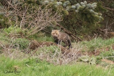 Renard roux