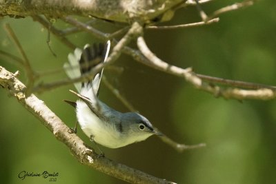 Gobemoucheron gris-bleu (Blue-gray Gnatcatcher)