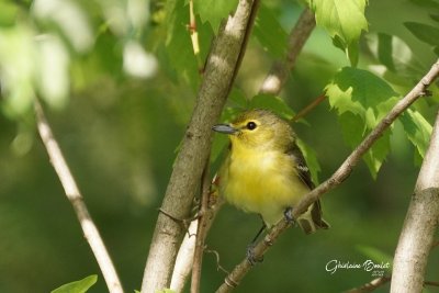 Viro  gorge jaune (Yellow-throated Vireo)