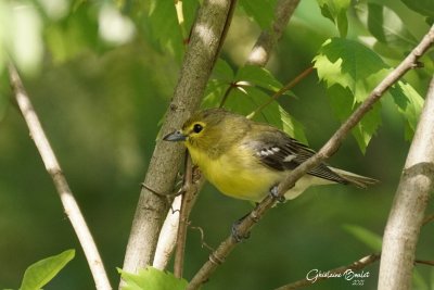 Viro  gorge jaune (Yellow-throated Vireo)