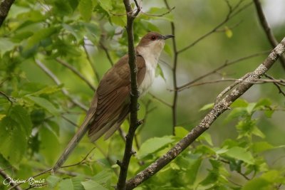 Coulicou  bec noir (Black-billed Cuckoo)