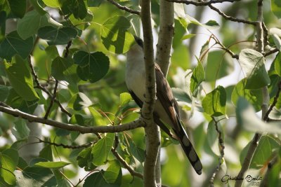 Coulicou  bec jaune (Yellow-billed Cuckoo)