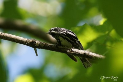 Paruline noir et blanc (Black-and-white Warbler)