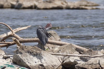 Aigrette bleue (Little Blue Heron)