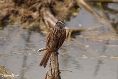 Bruant des marais (Swamp Sparrow)