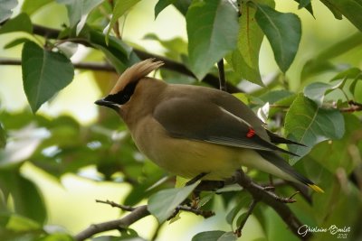 Jaseur d'Amrique (Cedar Waxwing)