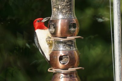 Pic  tte rouge (Red-headed Woodpecker)