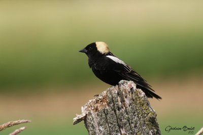 Goglu des prs (Bobolink)