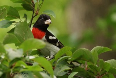 Cardinal  poitrine rose (Rose-breasted Grosbeak)