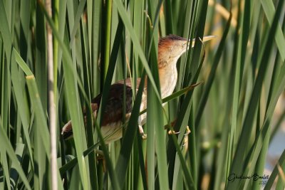 Petit Blongios (Least Bittern)