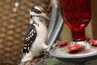 Pic chevelu (Hairy Woodpecker)