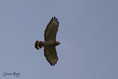 Petite Buse (Broad-winged Hawk)