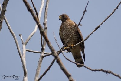 Petite Buse (Broad-winged Hawk)