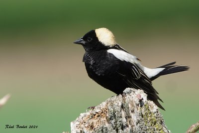 Goglu des prs (Bobolink)