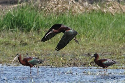 Ibis falcinelle (Glossy Ibis)