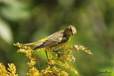 Paruline tigre (Cape May Warbler)